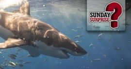 anto06 gana el Sunday Suprise de Winamax .fres y nadará entre tiburones en Ciudad del Cabo