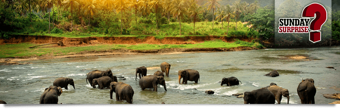 TiCroisToi gana el Sunday Surprise y un viaje de dos semanas a Sri Lanka
